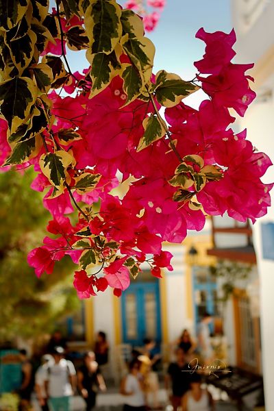 Greek Island Paros Lefkes